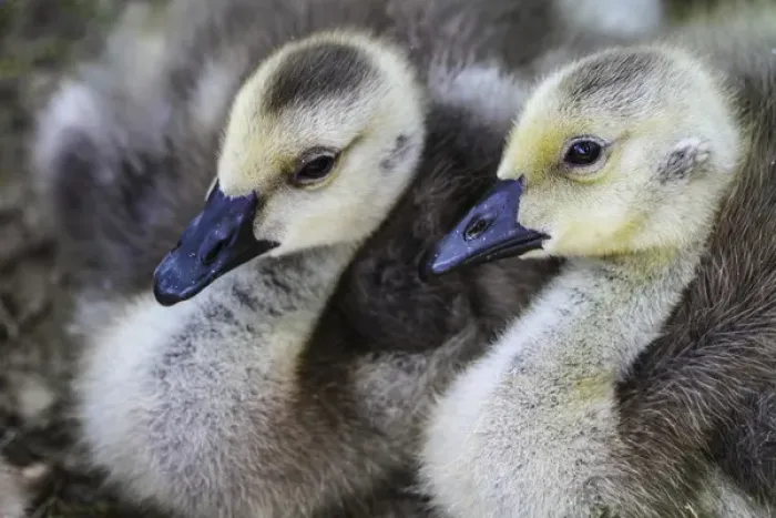 Framed Print : Vienna, Virginina. Pair of young, baby gosling geese cuddle Framed Print : Vienna, Virginina. Pair of young, baby gosling geese cuddle