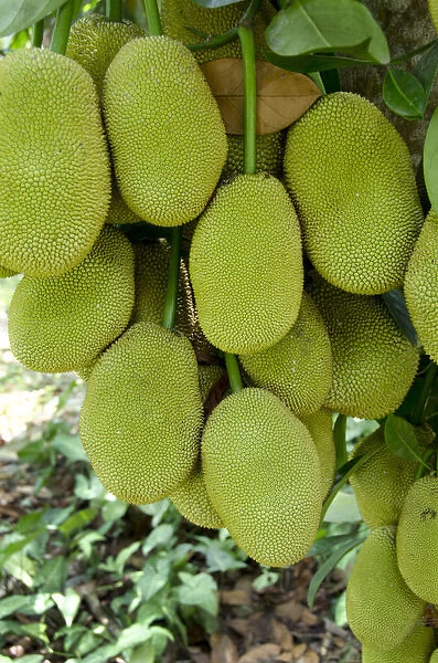 Vietnam, Cu Chi. Ripe jack fruit on tree