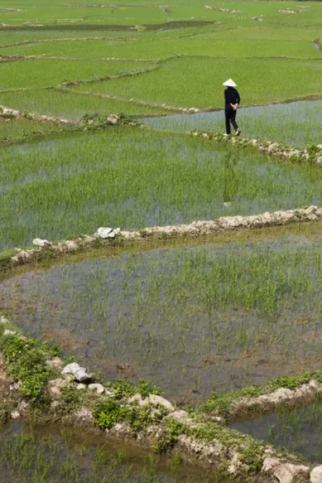 Framed Print : Vietnam, Dien Bien Phu, rice fields