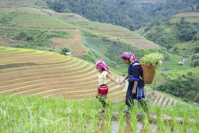 Framed Print : Vietnam. Grandma taking care of granddaughter. Farming community with traditional Sapa Framed Print : Vietnam. Grandma taking care of granddaughter. Farming community with traditional Sapa