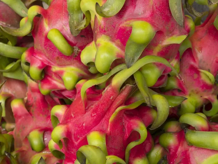 Framed Print : Vietnam, Hanoi, Old Quarter. Dragon fruit