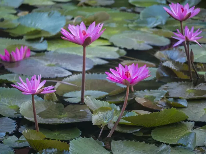 Framed Print : Vietnam, Mui Ne. Pink water lilies