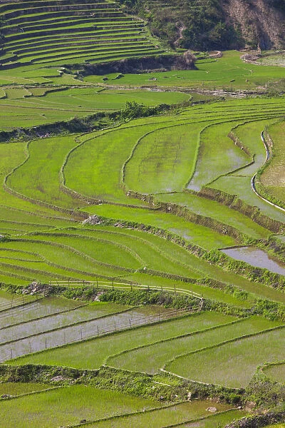 Vietnam, Muong, elevated view of rice fields