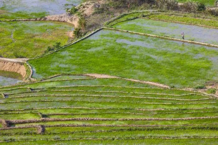 Framed Print : Vietnam, Muong, elevated view of rice fields