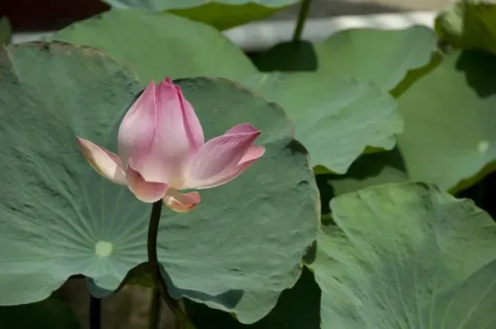 Framed Print : Vietnam, (near Saigon) My Tho. Vinh Trang Pagoda, pink lotus flower