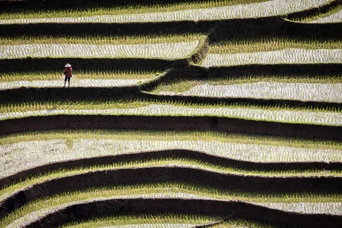 Framed Print : Vietnam. Rice paddies in the highlands of Sapa