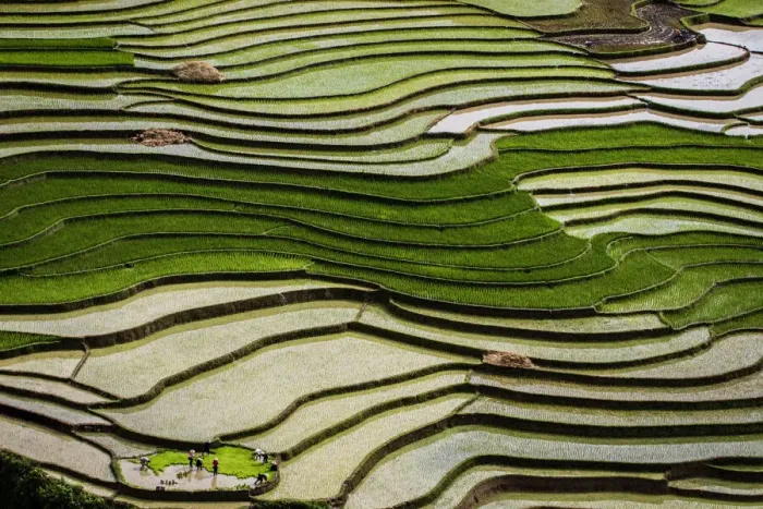 Framed Print : Vietnam. Rice paddies in the highlands of Sapa Framed Print : Vietnam. Rice paddies in the highlands of Sapa