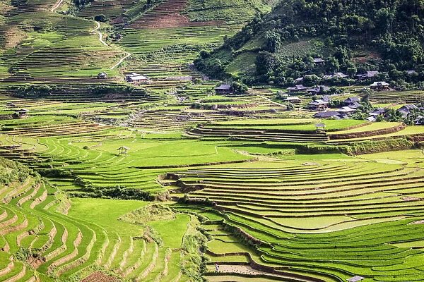 Vietnam. Rice paddies in the highlands of Sapa