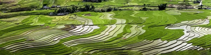 Framed Print : Vietnam. Rice paddies in the highlands of Sapa