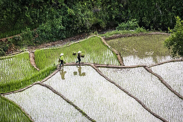 Vietnam. Rice paddies in the highlands of Sapa