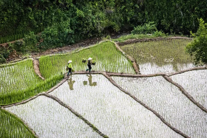 Framed Print : Vietnam. Rice paddies in the highlands of Sapa