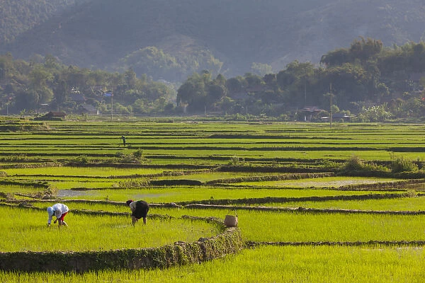 Vietnam, Thuan Chau, rice fileds