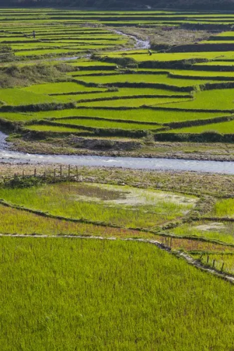 Framed Print : Vietnam, Thuan Chau, rice fileds