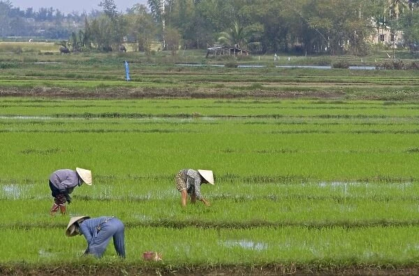 Vietnamese farmers tend to a rice paddy near Hoi An, Vietnam