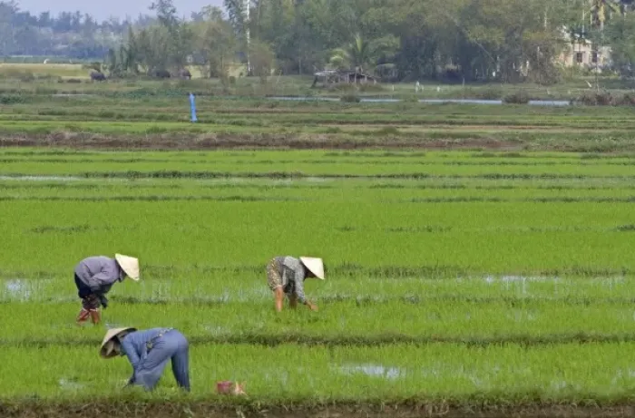 Framed Print : Vietnamese farmers tend to a rice paddy near Hoi An, Vietnam Framed Print : Vietnamese farmers tend to a rice paddy near Hoi An, Vietnam