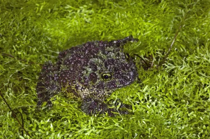 Framed Print : Vietnamese Mossy Frog, Theloderma corticale Framed Print : Vietnamese Mossy Frog, Theloderma corticale