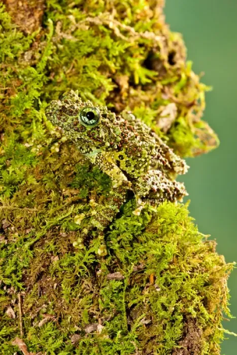 Framed Print : Vietnamese Mossy Frog, Theloderma corticale, Native to Vietnam