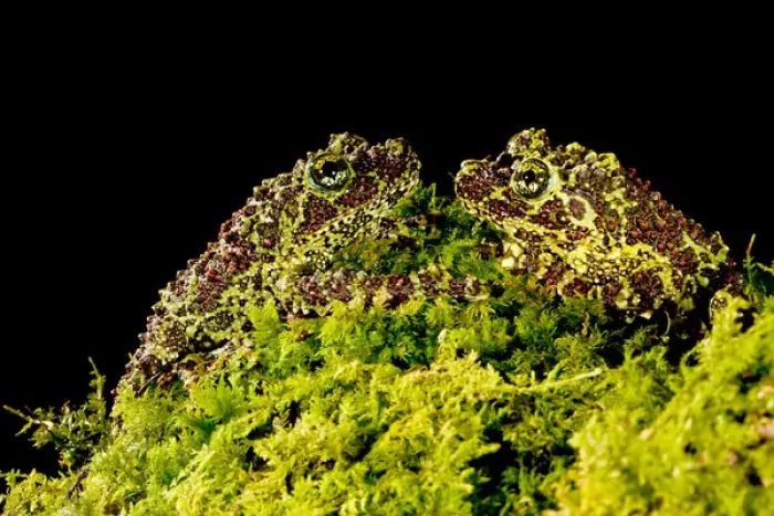 Framed Print : Vietnamese Mossy Frog, Theloderma corticale, Native to Vietnam Framed Print : Vietnamese Mossy Frog, Theloderma corticale, Native to Vietnam