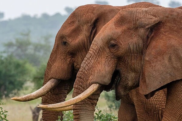 A side view of two African elephants, Loxodonta Africana. Voi, Tsavo, Kenya