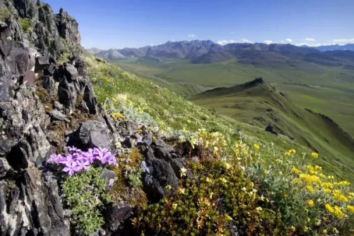 Framed Print : View of Arctic Phlox wildflowers and the eastern overlook through Caribou Pass towards Canada Framed Print : View of Arctic Phlox wildflowers and the eastern overlook through Caribou Pass towards Canada