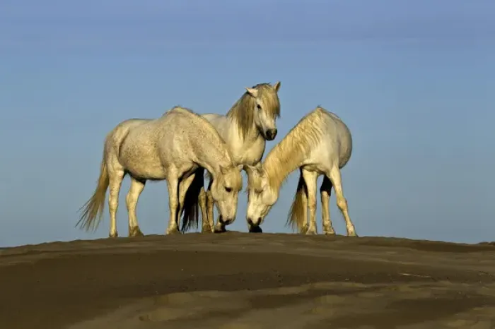 Framed Print : Side view of Camargue horses, southern France