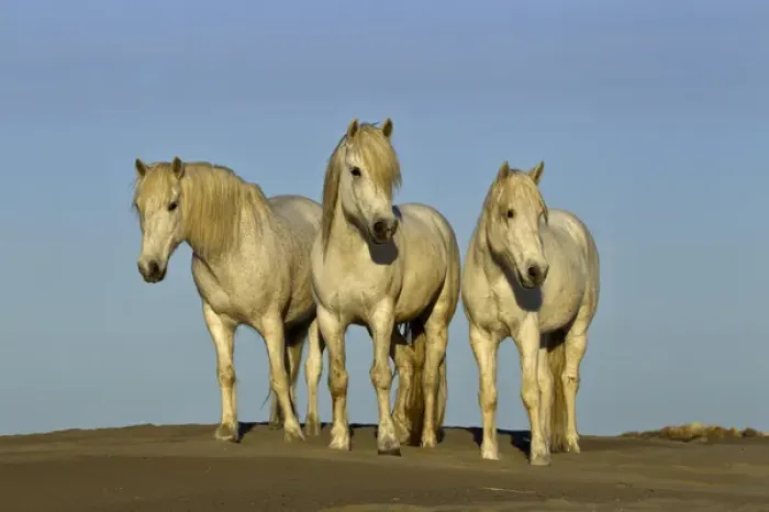 Framed Print : Front view of Camargue horses, southern France Framed Print : Front view of Camargue horses, southern France