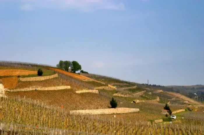 Framed Print : A view east over the terraced vineyards Les Rocules and Les Murets. The Hermitage
