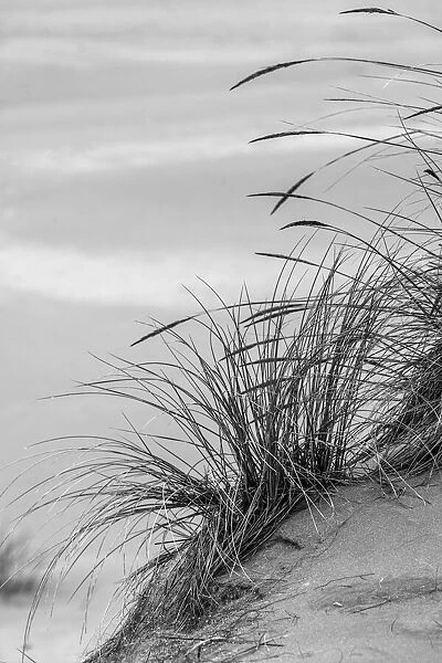 View of grasses in dunes, Dellenback Dunes, Siuslaw National Forest, Coos County, Oregon