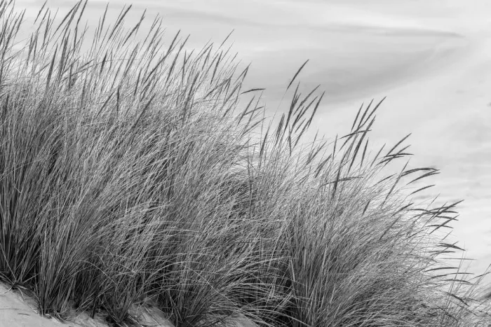 Framed Print : View of grasses in dunes, Dellenback Dunes, Siuslaw National Forest, Coos County, Oregon Framed Print : View of grasses in dunes, Dellenback Dunes, Siuslaw National Forest, Coos County, Oregon