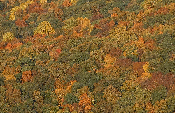 View from the Henderson property. The fall colors of the oak-hickory forest in Connecticut s
