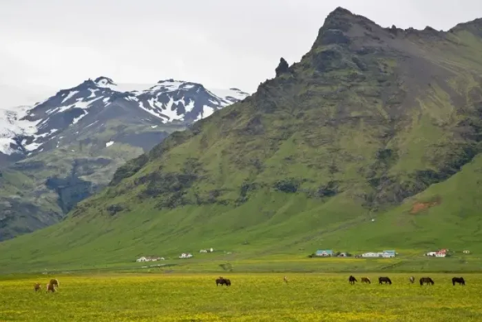 Framed Print : View of Icelandic Horses and Icelandic Farm Framed Print : View of Icelandic Horses and Icelandic Farm