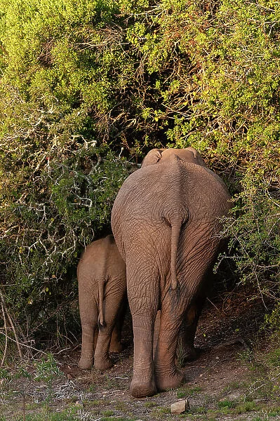 View from behind of a mother African elephant and her cub, Loxodonta Africana, browsing among thick bush. Eastern Cape South Africa