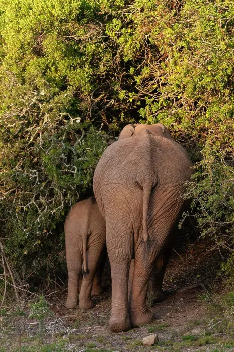 Framed Print : View from behind of a mother African elephant and her cub, Loxodonta Africana, browsing among thick bush. Eastern Cape South Africa Framed Print : View from behind of a mother African elephant and her cub, Loxodonta Africana, browsing among thick bush. Eastern Cape South Africa