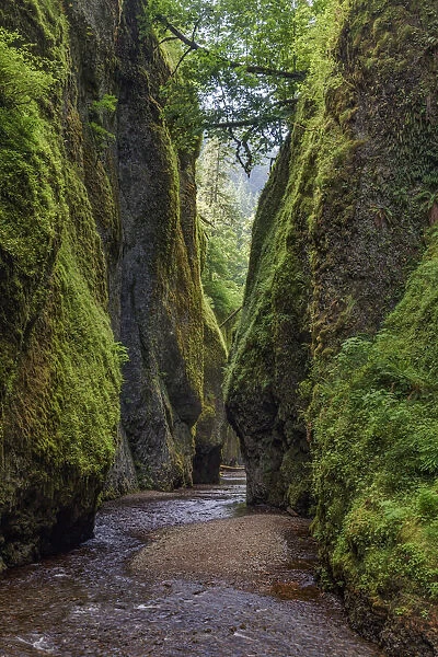 View from bottom of Oneonta Gorge, Columbia River Gorge National Scenic Area, Oregon