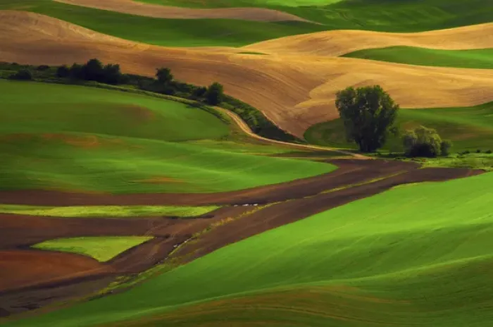 Framed Print : View of Palouse Cultivation Patterns from Steptoe Butte, Whitman County, Washington, USA Framed Print : View of Palouse Cultivation Patterns from Steptoe Butte, Whitman County, Washington, USA