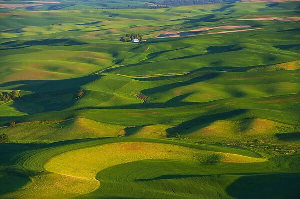 A view of the Palouse farm lands from Steptoe MT in Washington State