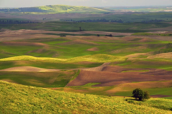 View of Palouse from Steptoe Butte of Cultivation Patterns; Whitman County; Washington