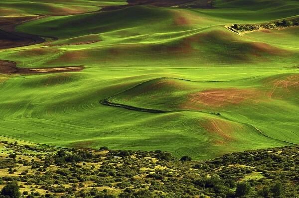 View of Palouse from Steptoe Butte of Cultivation Patterns, Whitman County; Washington
