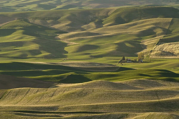 View of the palouse from the summit of Steptoe Butte