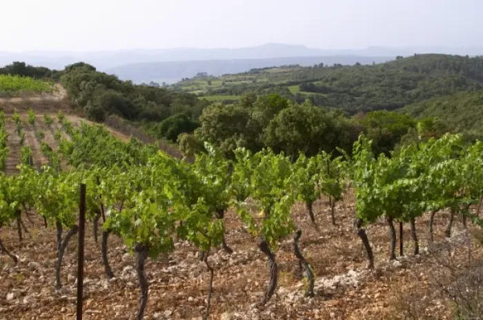 Framed Print : View over the plain from the top of the vineyard hill. Domaine du Mas de Daumas Gassac