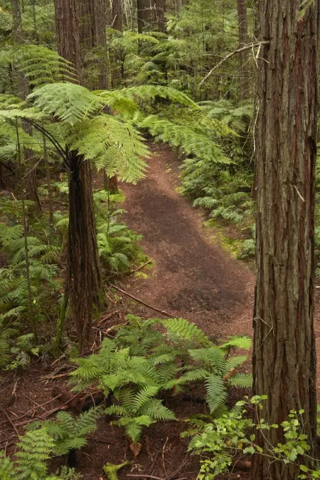 Framed Print : View over redwoods, ferns and walking track, from Redwoods Treewalk at The Redwoods