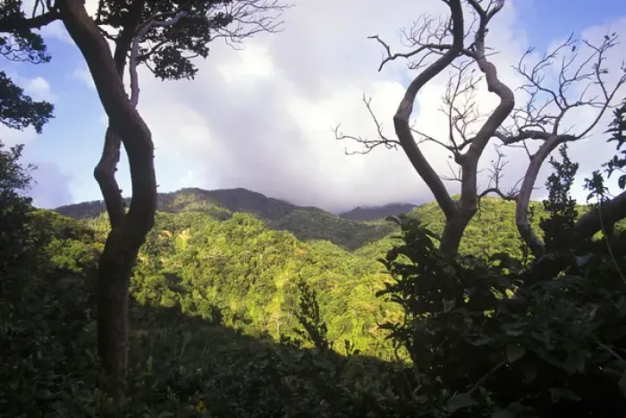 Framed Print : View of St Kitts rainforest, Caribbean Framed Print : View of St Kitts rainforest, Caribbean