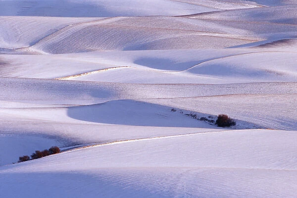 View from Steptoe Butte of rolling hills covered in winter snow in Whitman County