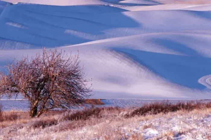 Framed Print : View from Steptoe Butte of rolling hills covered in winter snow in Whitman County Framed Print : View from Steptoe Butte of rolling hills covered in winter snow in Whitman County
