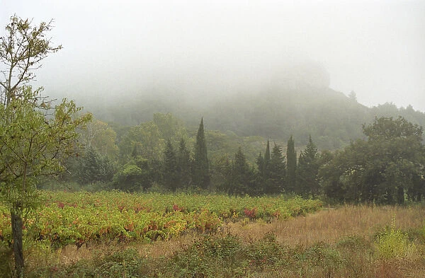 A view over the vineyard and the La Clape mountain in fog, at harvest time Domaine Pech-Redon