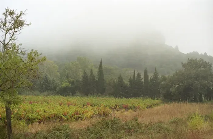 Framed Print : A view over the vineyard and the La Clape mountain in fog, at harvest time Domaine Pech-Redon Framed Print : A view over the vineyard and the La Clape mountain in fog, at harvest time Domaine Pech-Redon