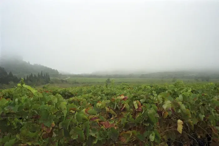 Framed Print : A view over the vineyard and the La Clape mountain in fog, at harvest time Domaine Pech-Redon