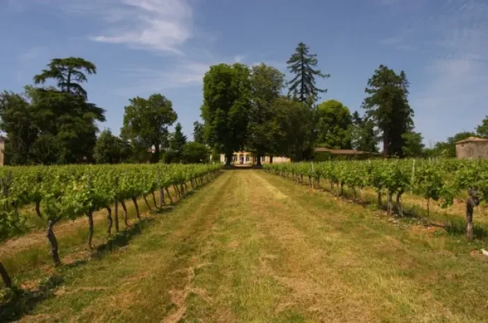 Framed Print : A view over the vineyard and the main chateau building in the distance Chateau de Framed Print : A view over the vineyard and the main chateau building in the distance Chateau de