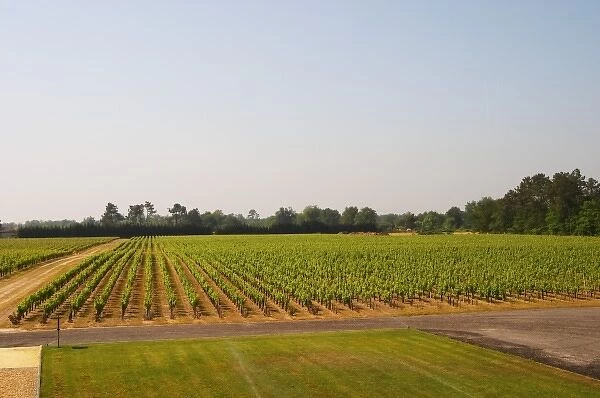 A view over the vineyard planted with merlot Chateau Paloumey Haut-Medoc Ludon Medoc