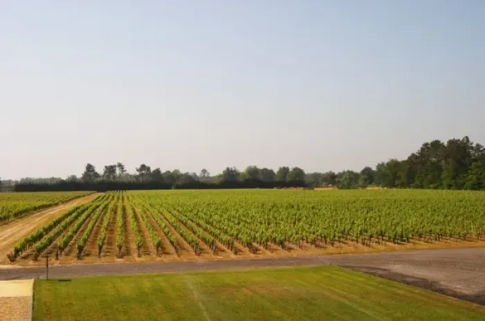 Framed Print : A view over the vineyard planted with merlot Chateau Paloumey Haut-Medoc Ludon Medoc